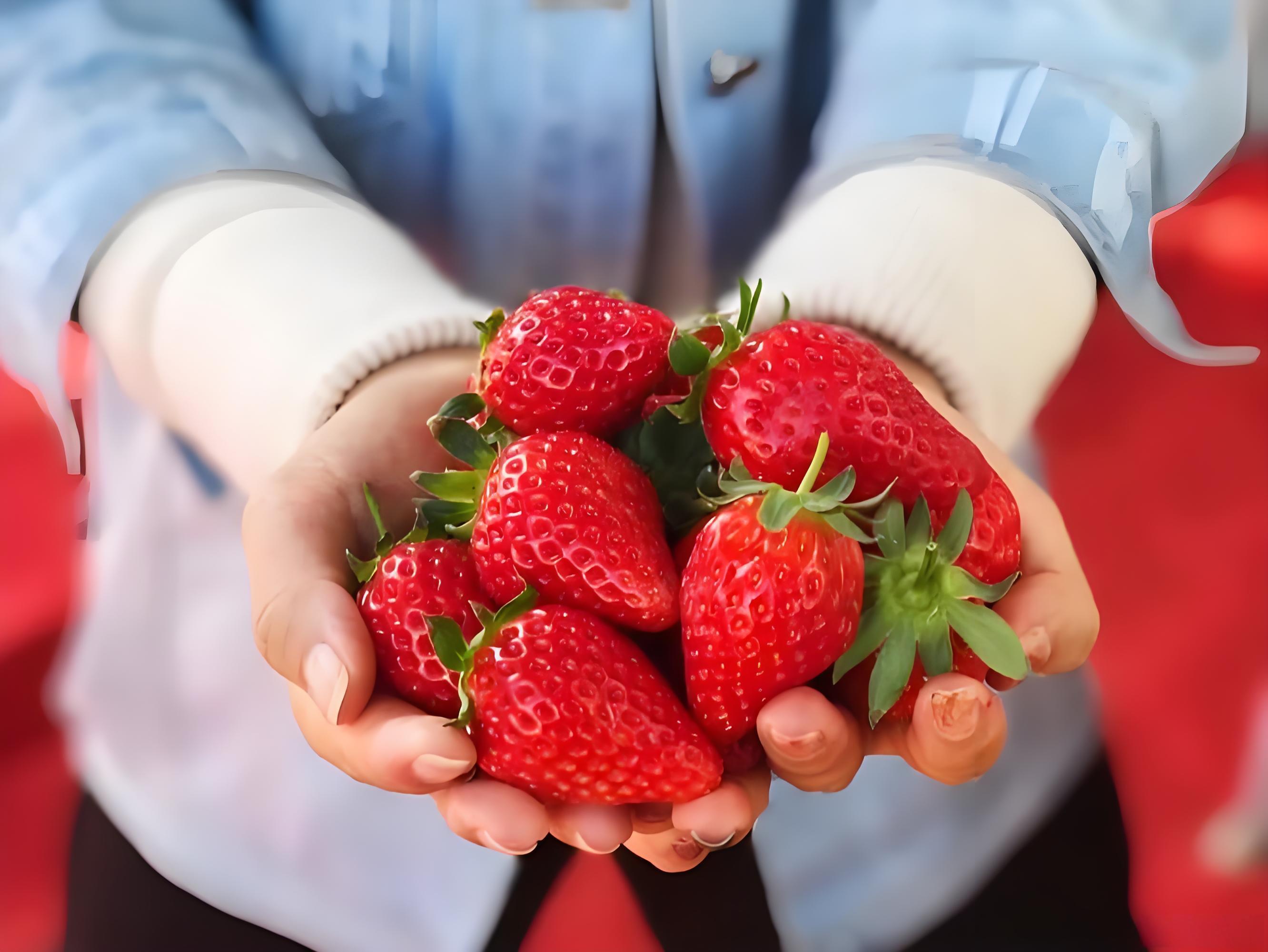 草莓种植用什么肥料好？多久施一次肥？