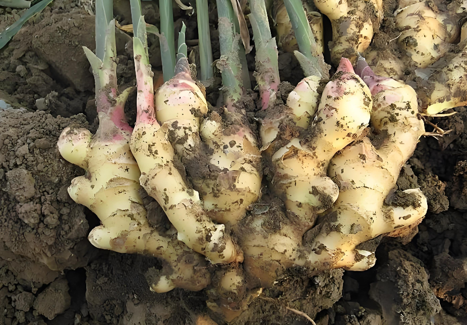 施什么肥让大姜粗壮？能高产？