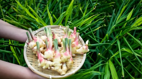 施什么肥让大姜粗壮？能高产？