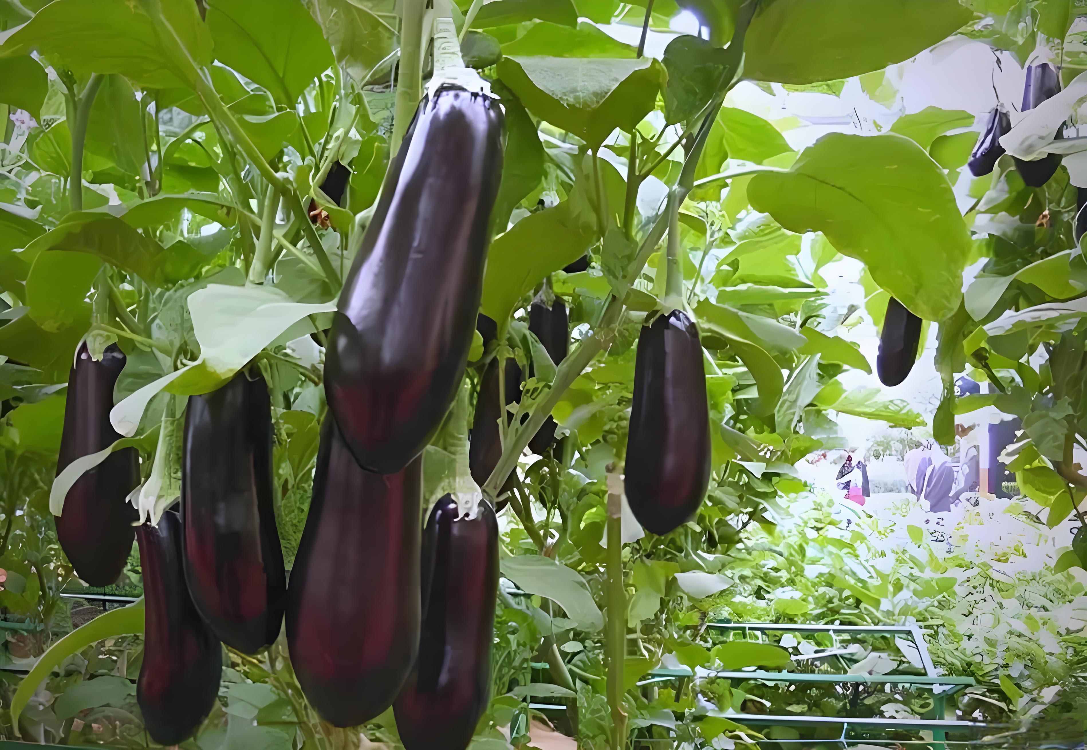 茄子喜欢什么肥料长得好