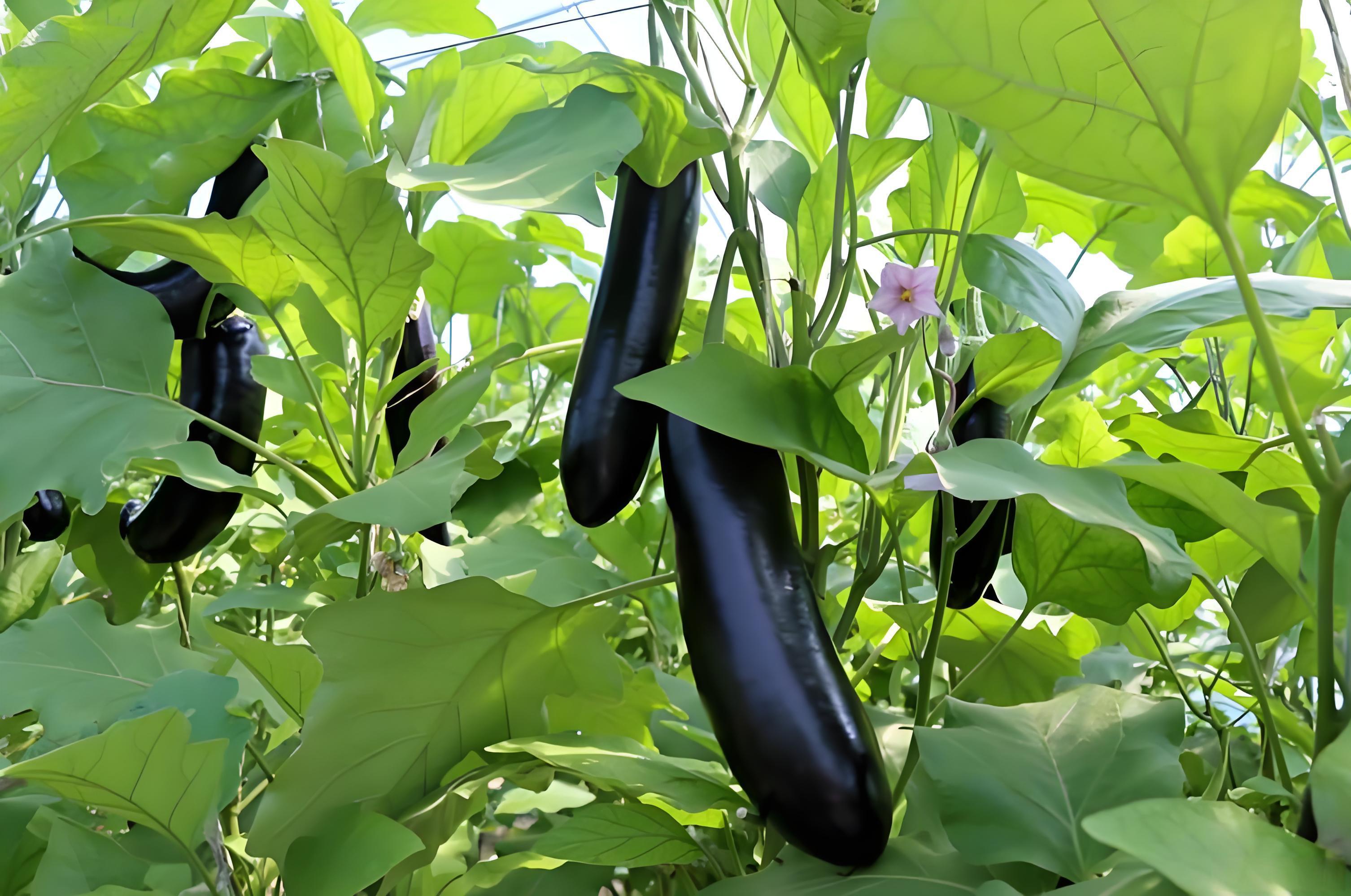 茄子喜欢什么肥料长得好