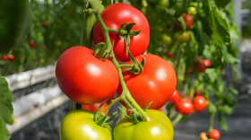 西红柿追什么肥最甜？