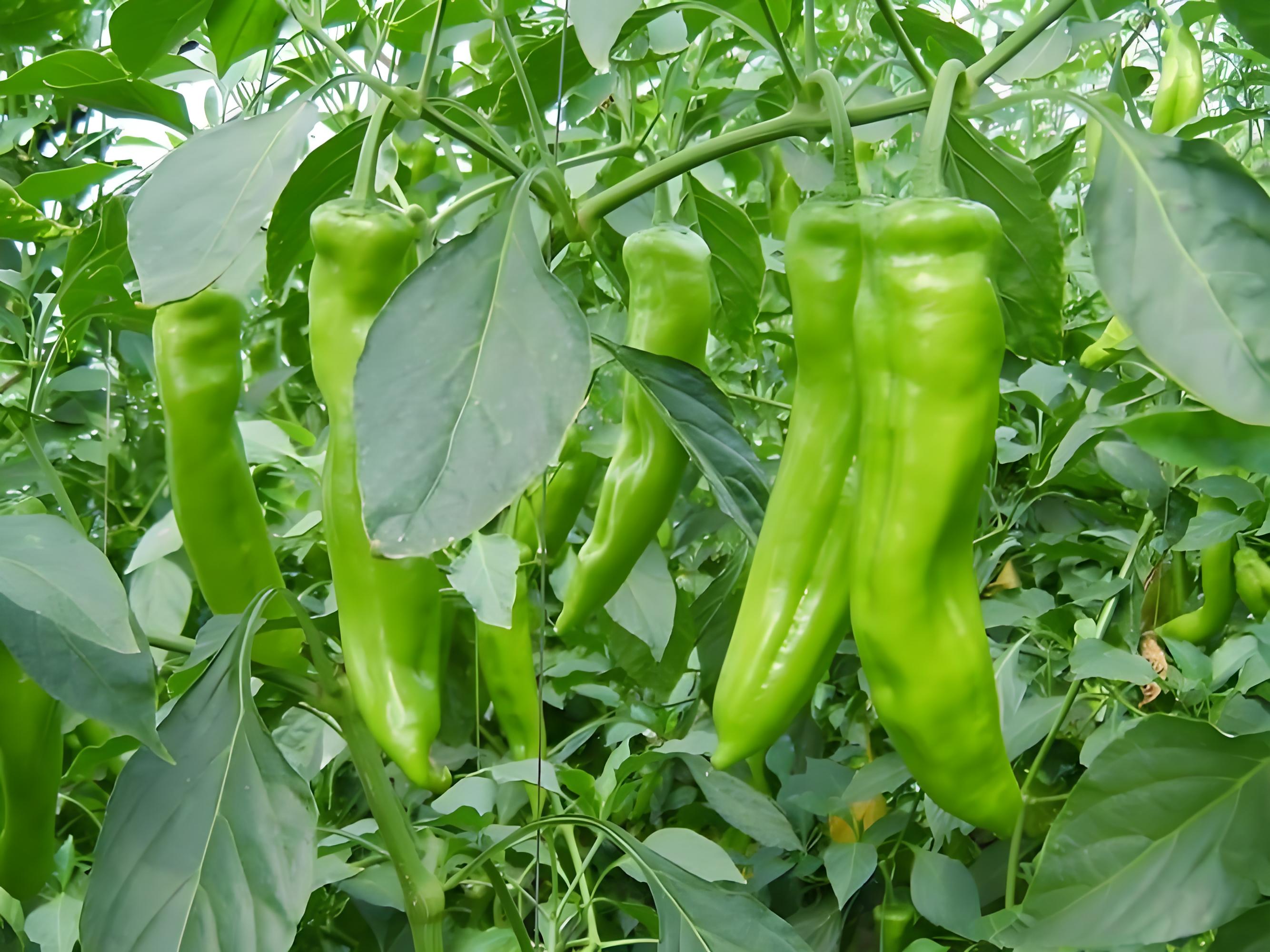 辣椒什么时候施肥施什么肥