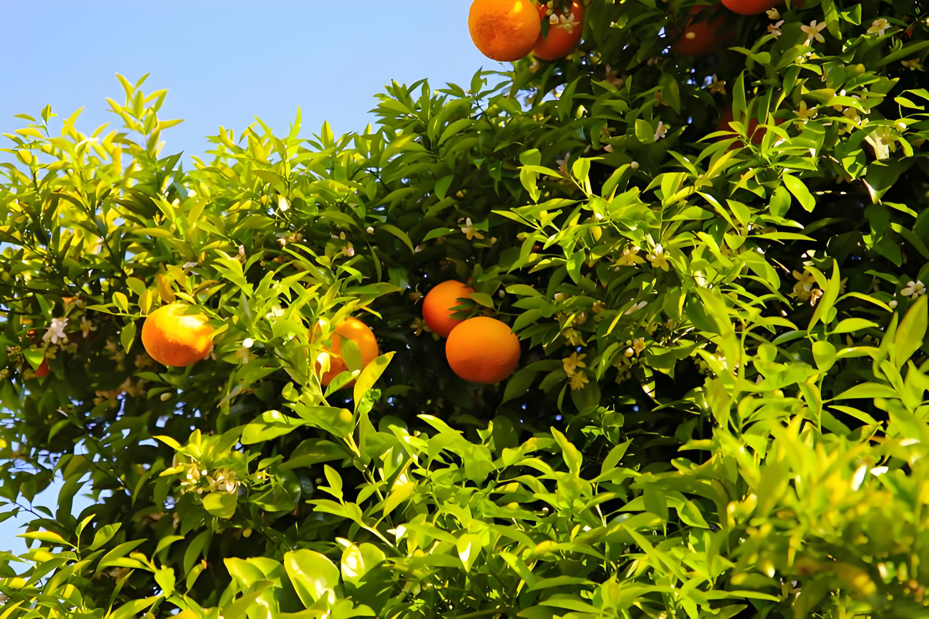 柑橘幼树冬季还施肥吗