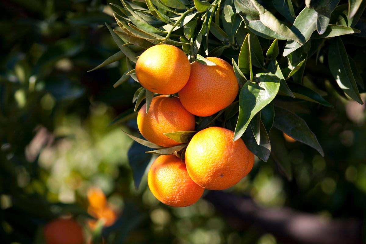 柑橘树施什么肥最好