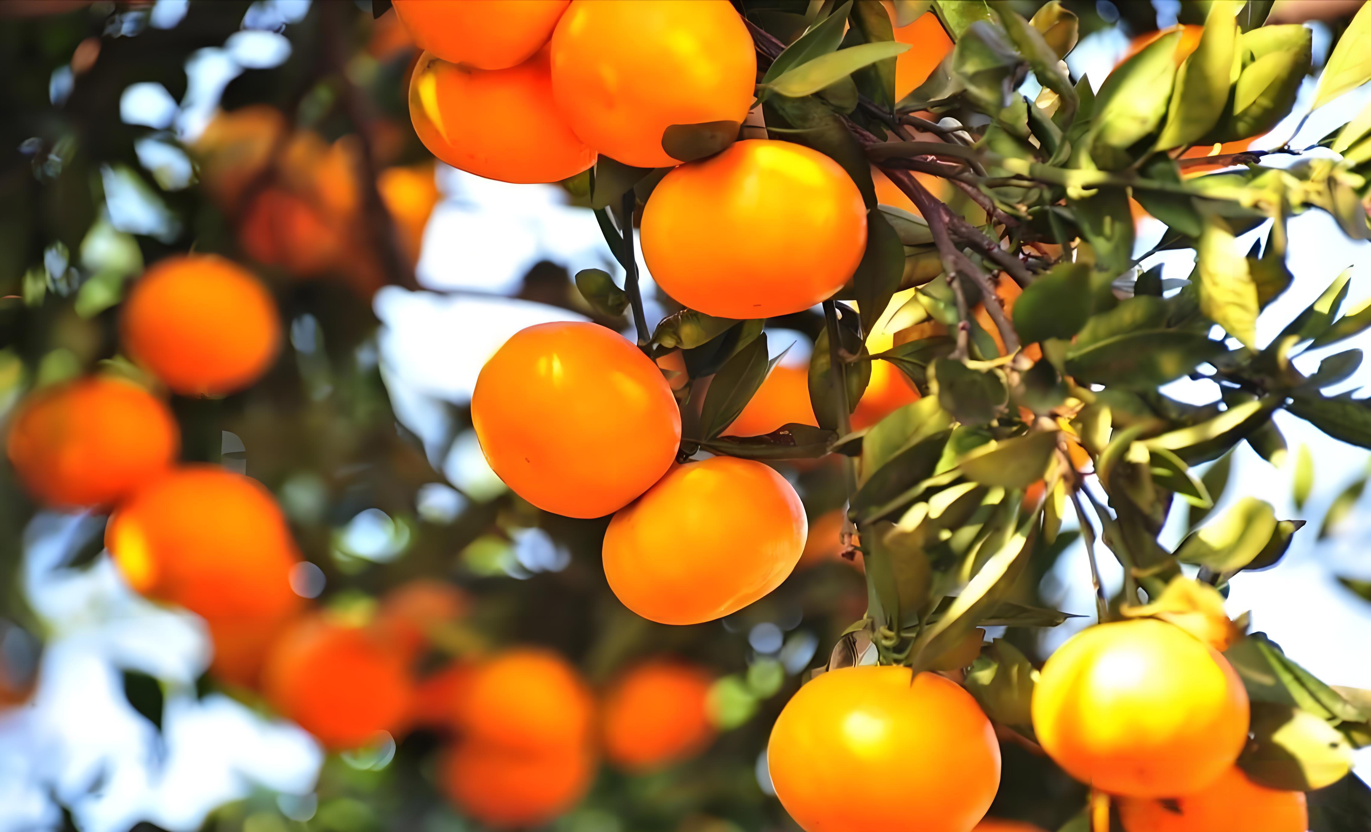 柑橘树施什么肥最好