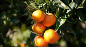 柑橘树施什么肥最好