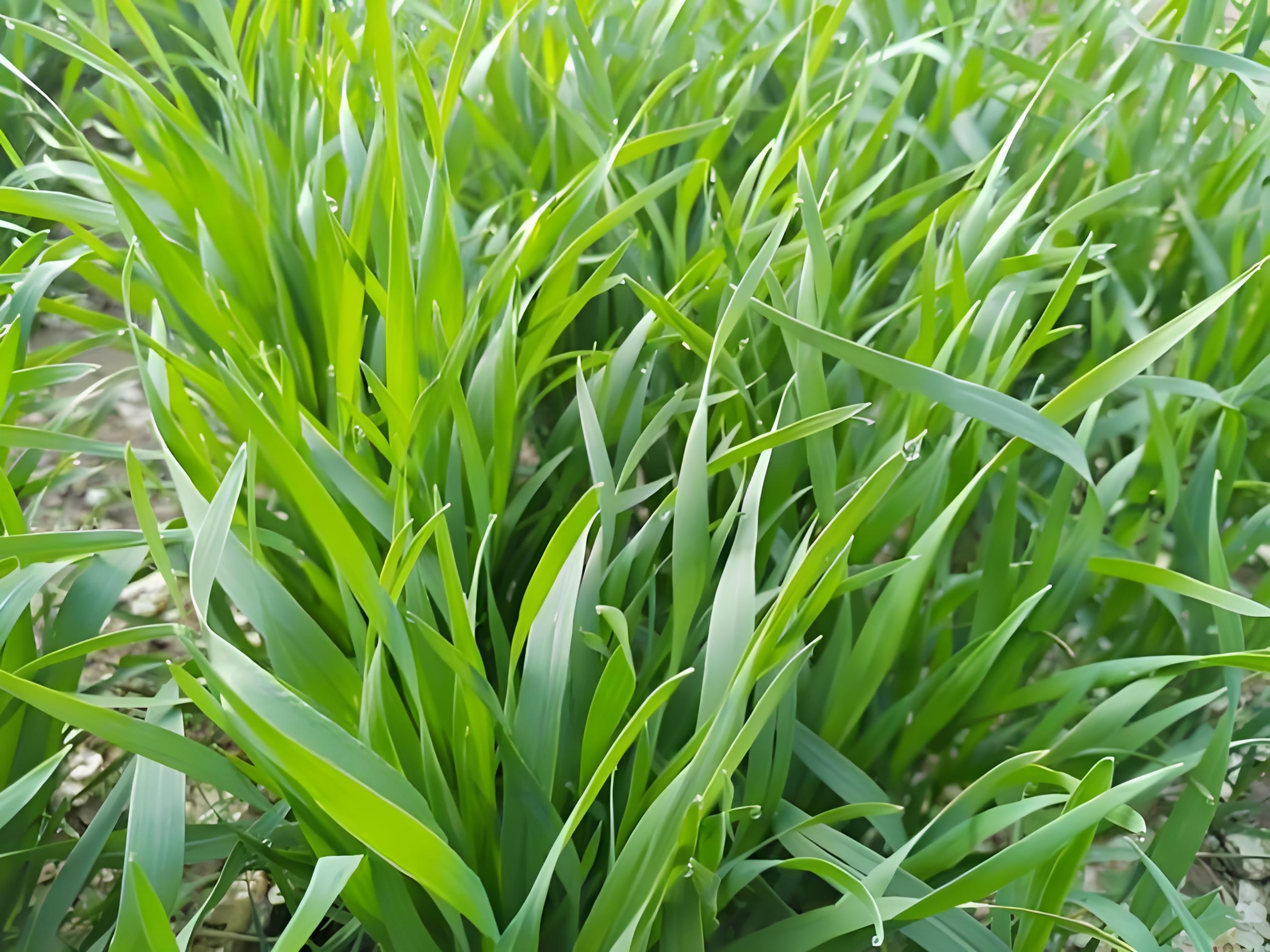 小麦过冬施什么肥最好