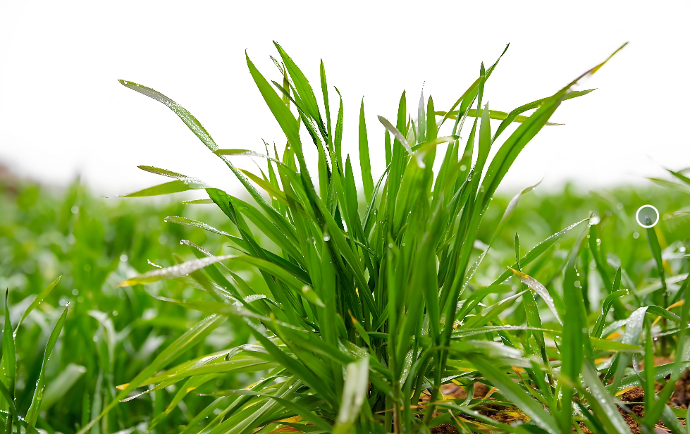 小麦过冬施什么肥最好