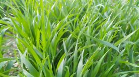 小麦过冬施什么肥最好