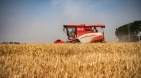 小麦哪个阶段打磷酸二氢钾