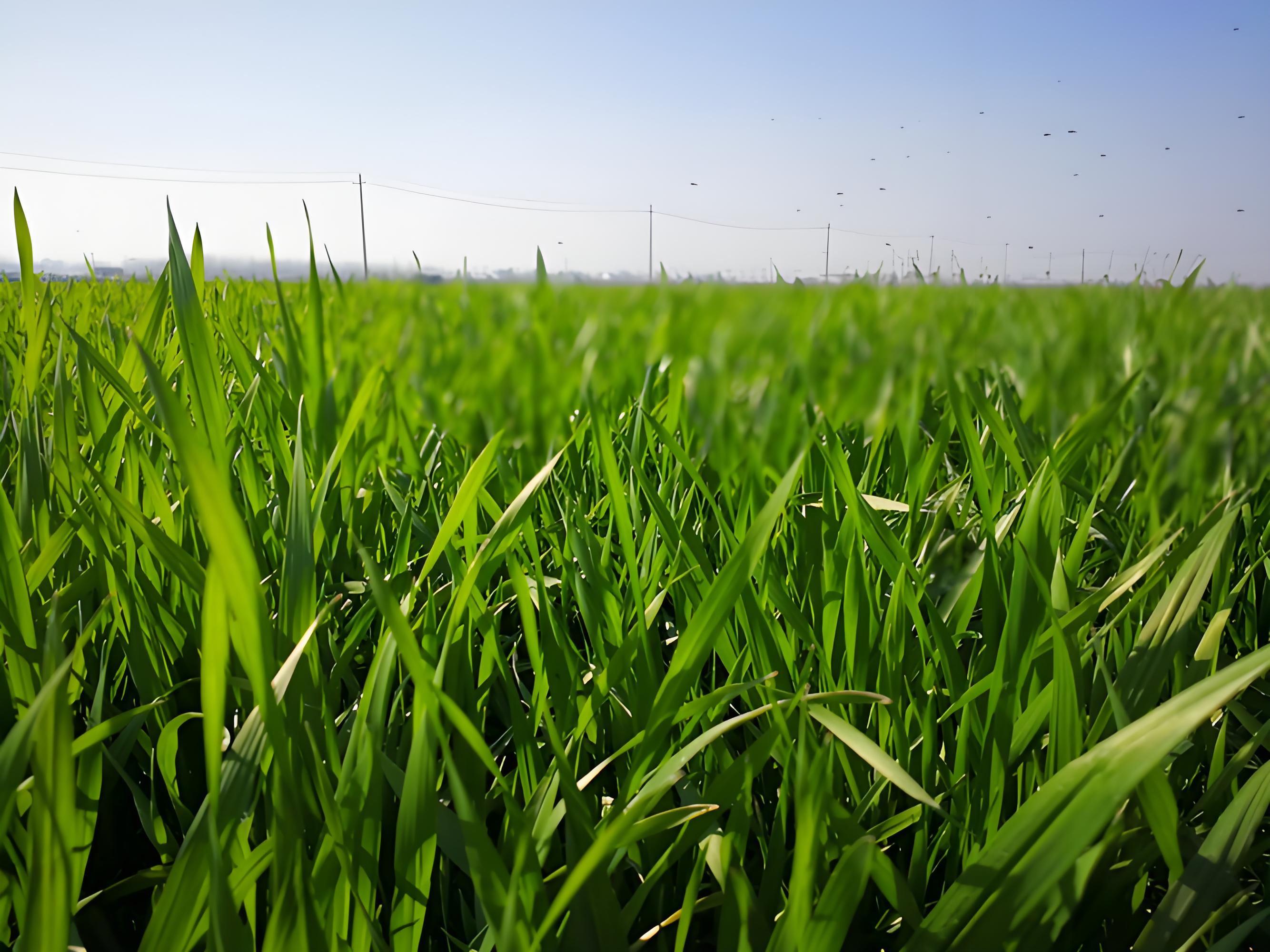 种植小麦用什么肥料最好