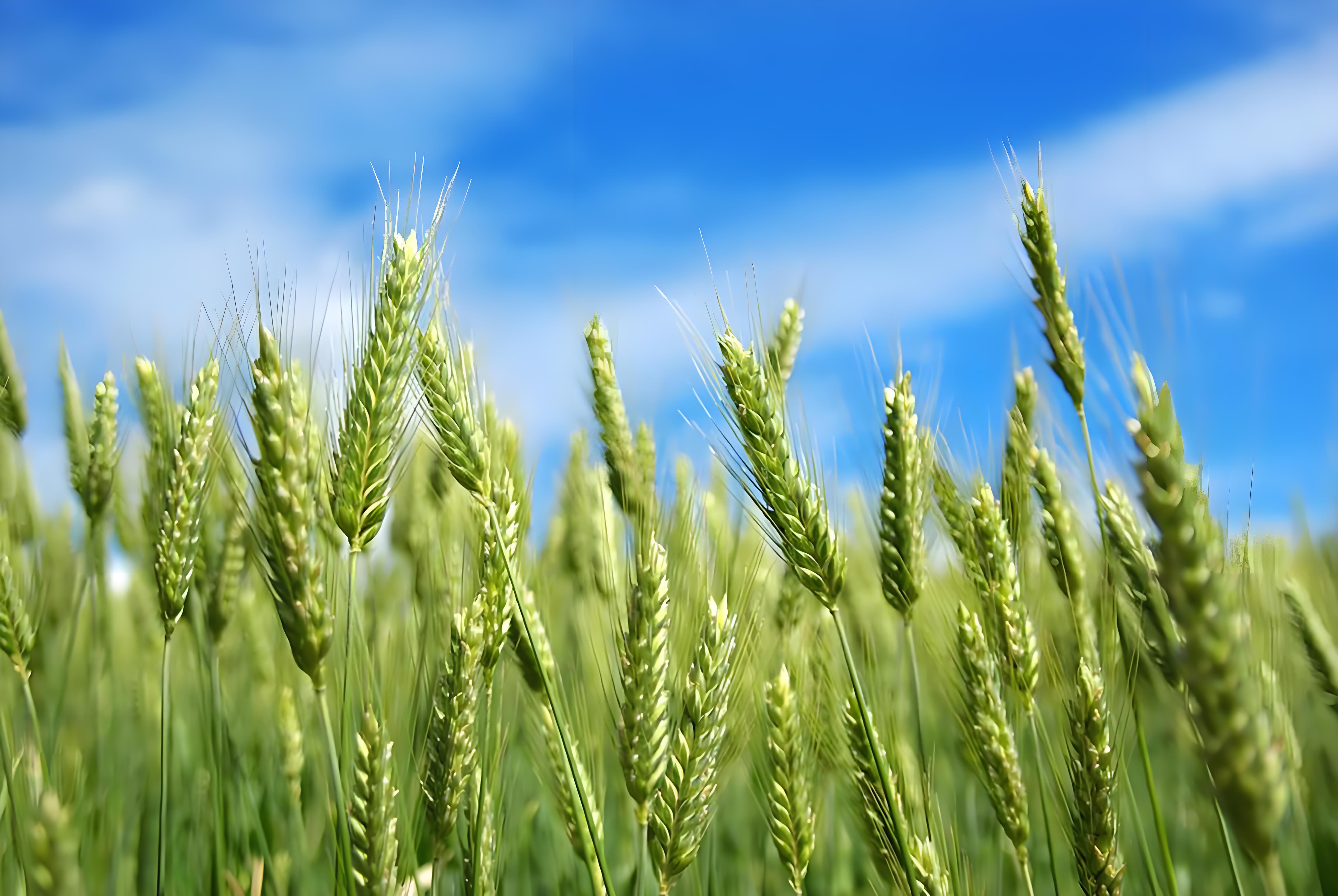 种植小麦用什么肥料最好