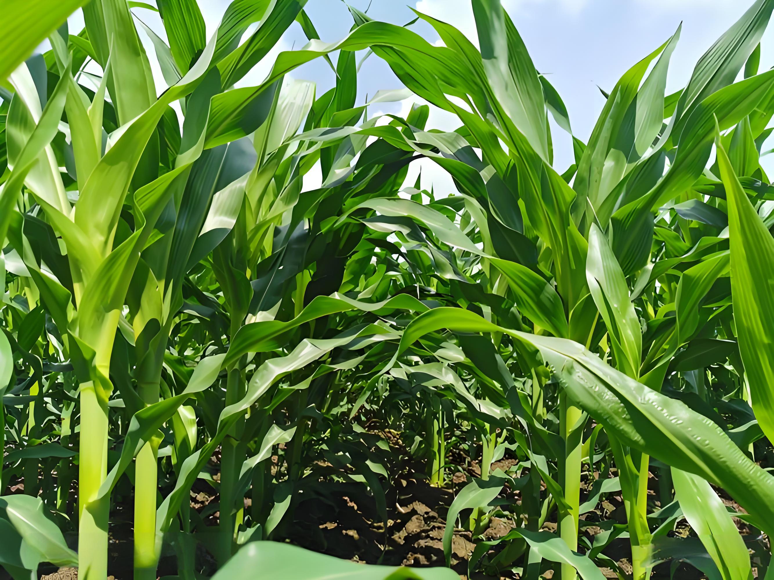 种玉米用什么肥料最好高产