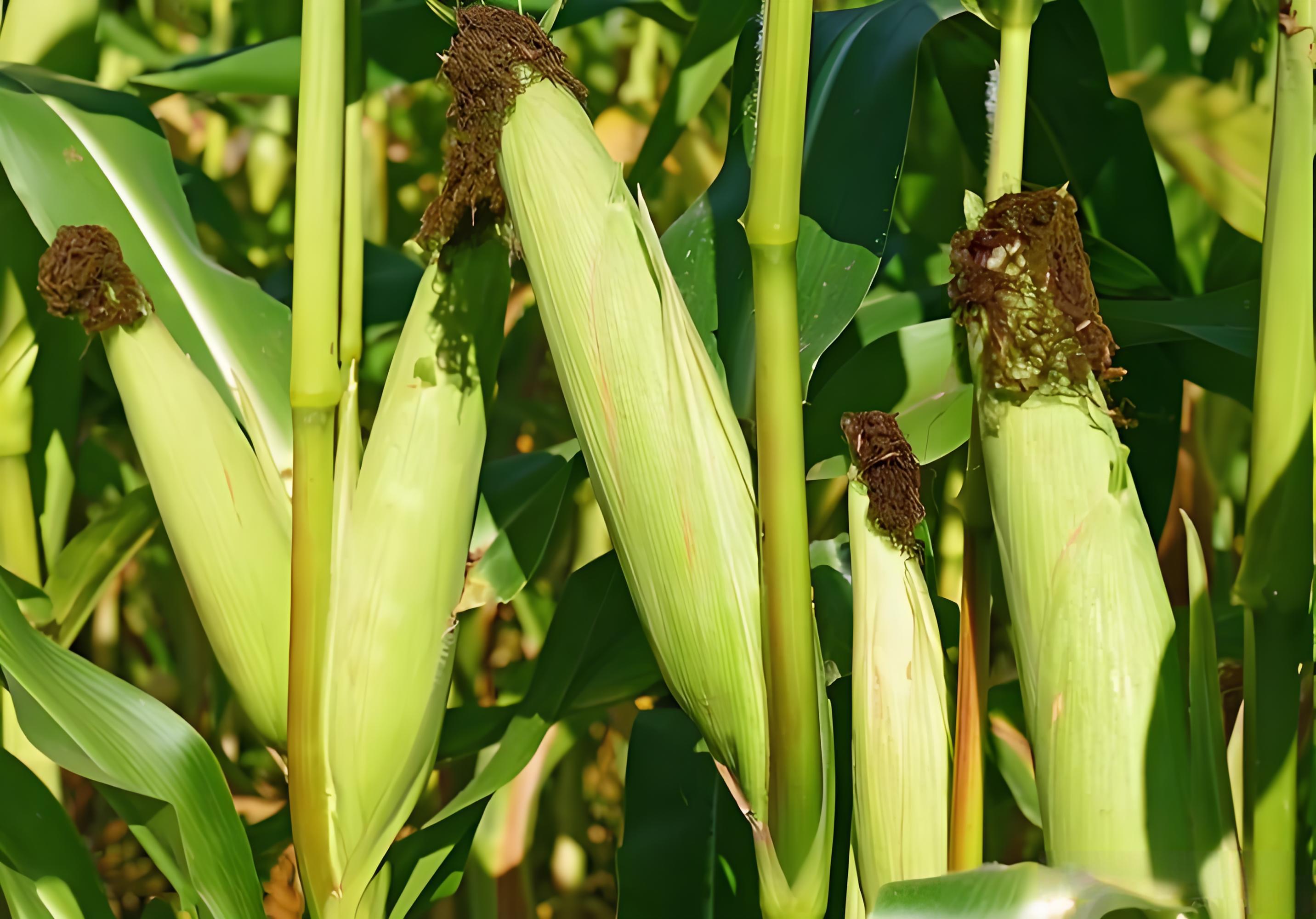 种玉米用什么肥料最好高产