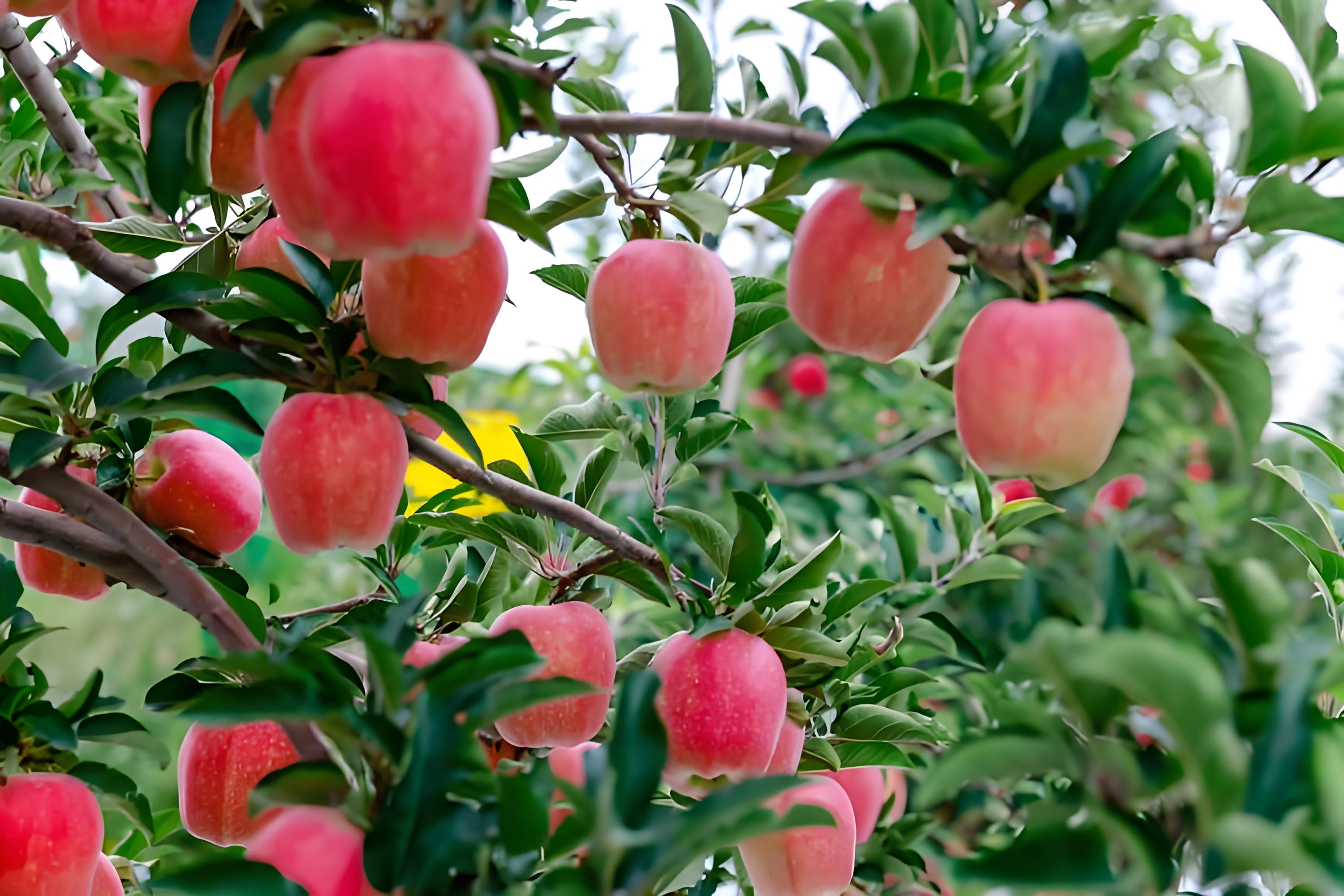 苹果裂果怎么回事？用什么肥好