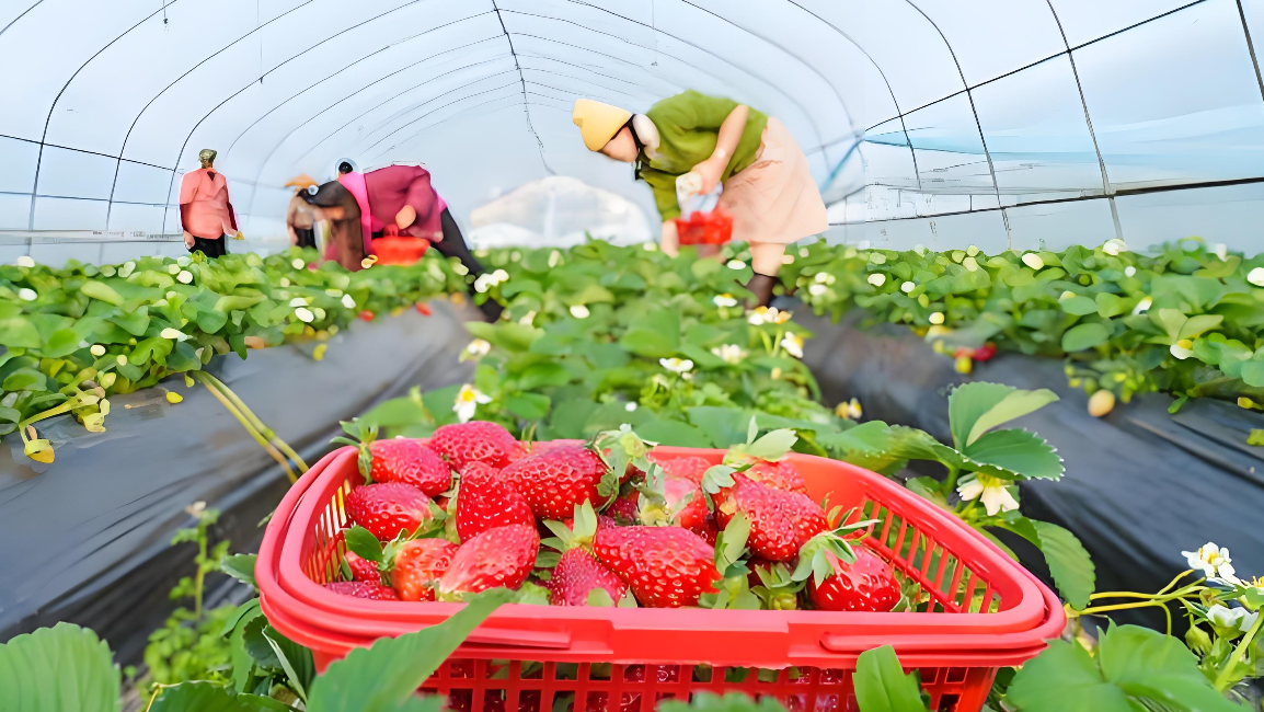 草莓盛果期根系不太好怎么办？