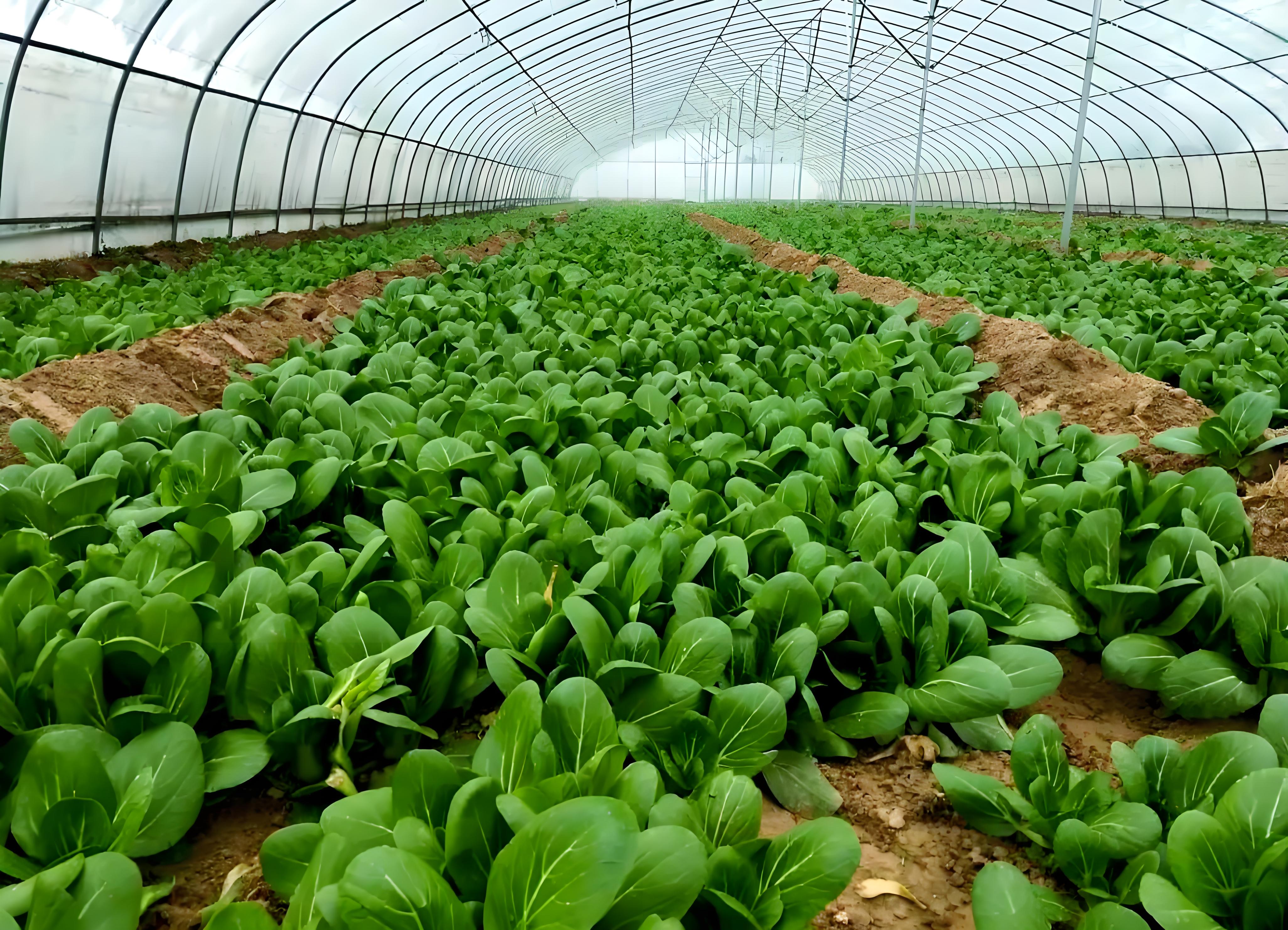 叶菜类蔬菜喷什么叶面肥