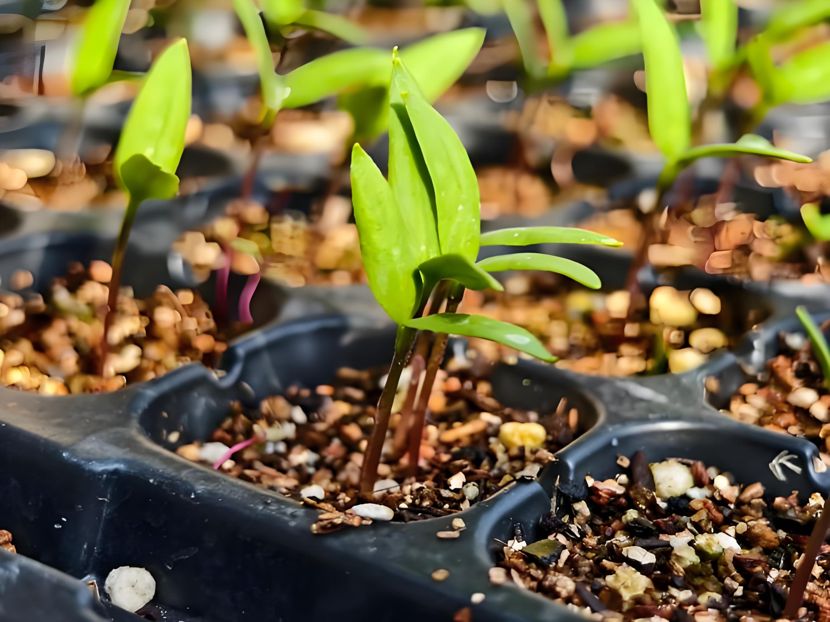 育苗用什么肥料最好