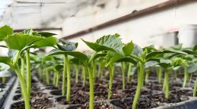 育苗用什么肥料最好