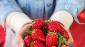 草莓膨果期如何施肥？用什么叶面肥