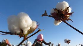 棉花叶面肥什么时候打好?间隔3天打行吗?