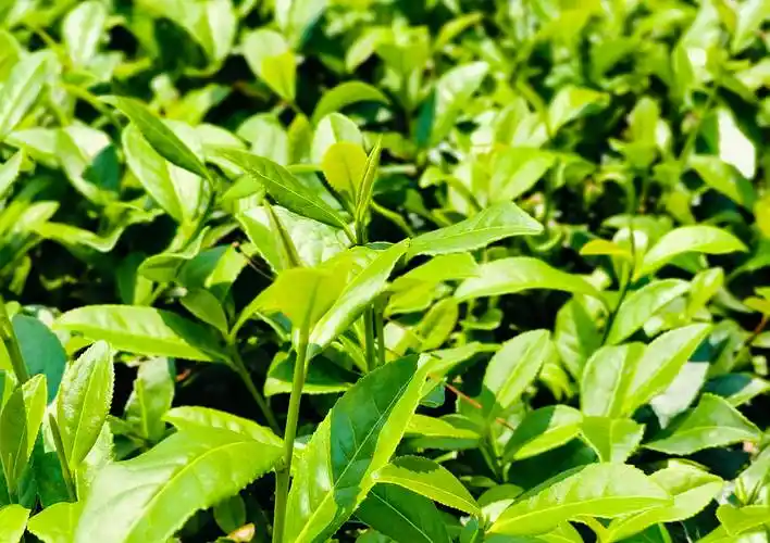 茶叶开春萌芽前要施肥吗？何时施肥最好？