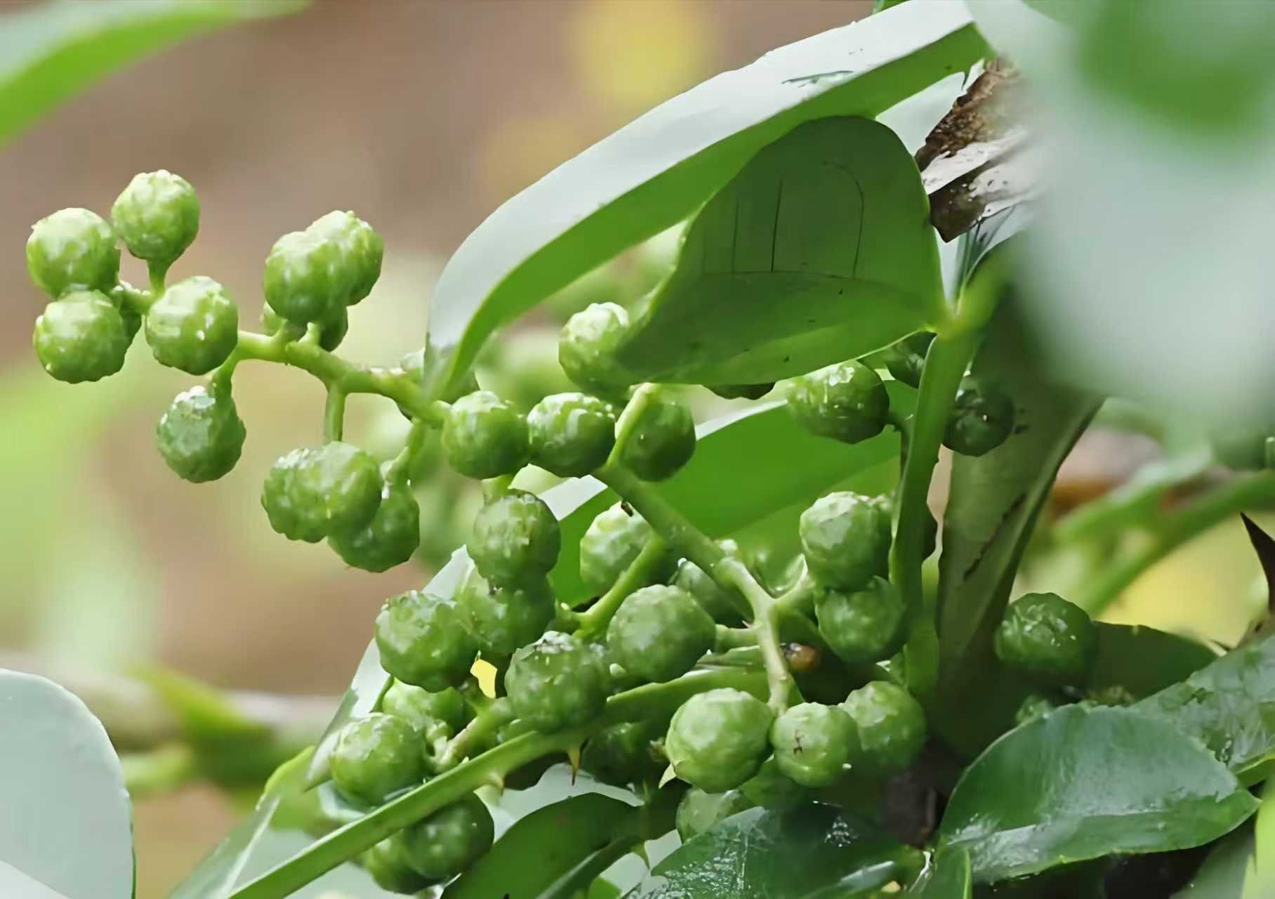 青花椒什么肥料最好最安全