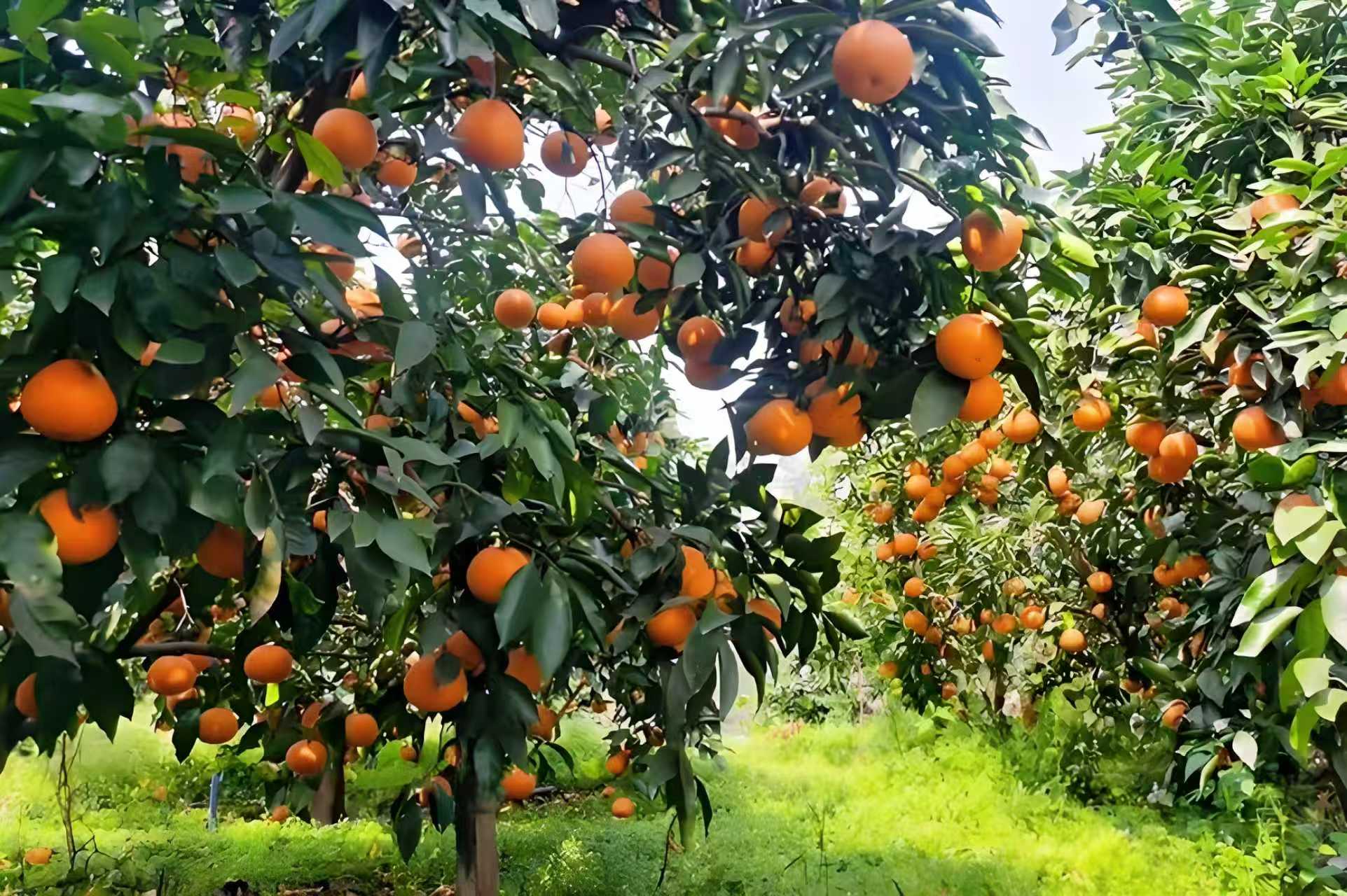 柑橘专用肥用什么肥最佳