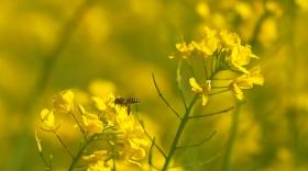 油菜打几遍磷酸二氢钾最好