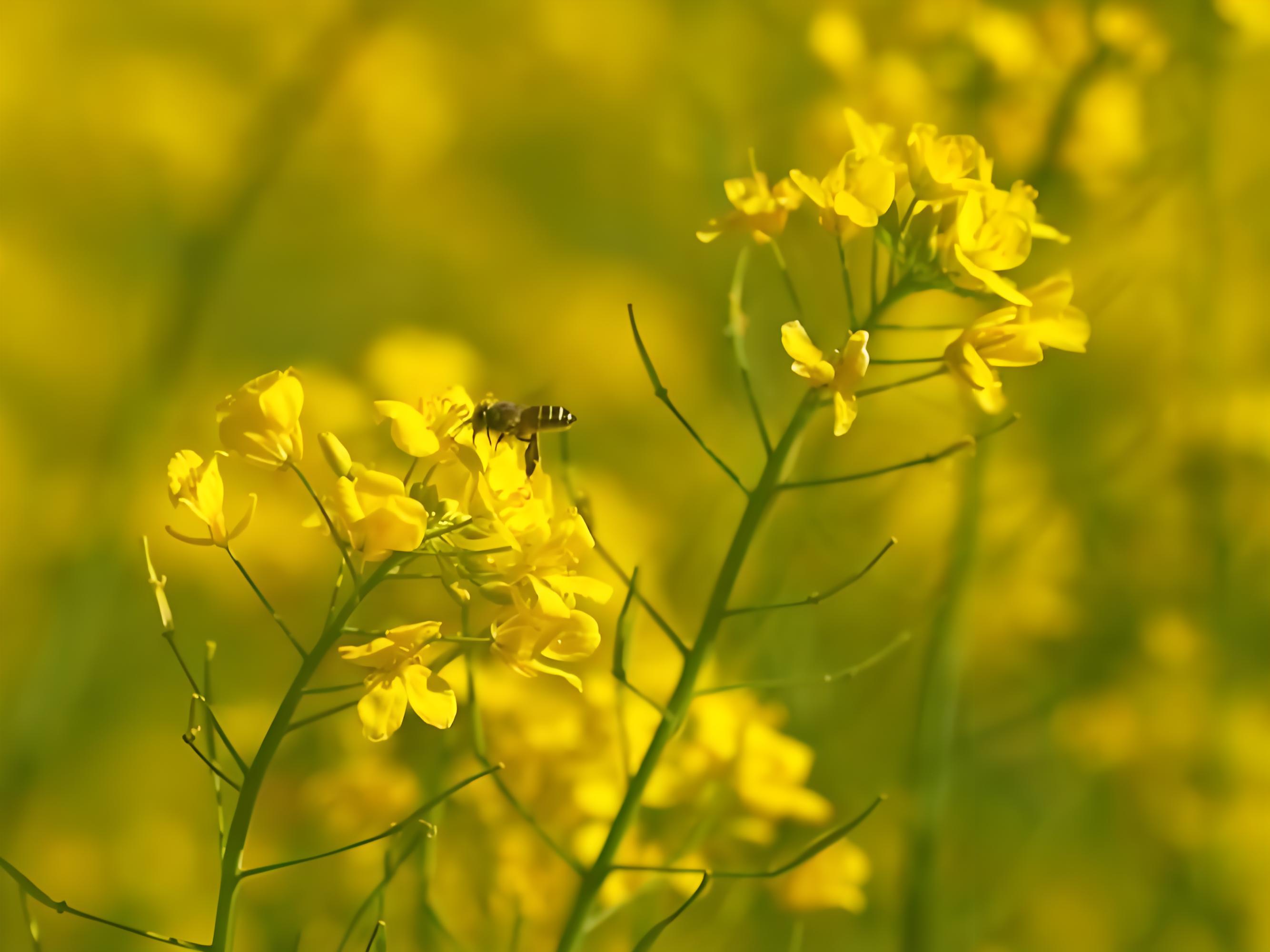 油菜要打几次硼肥