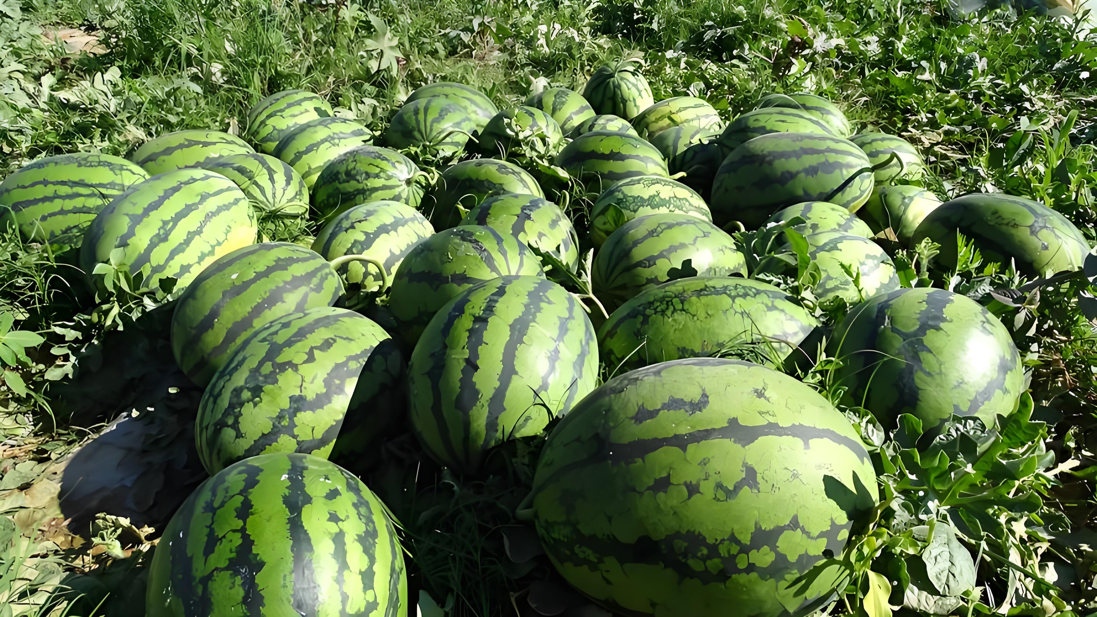 西瓜施肥施什么肥料最好