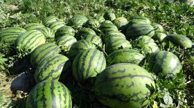 西瓜施肥施什么肥料最好