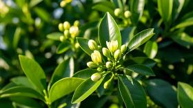 开春果树施什么肥料好