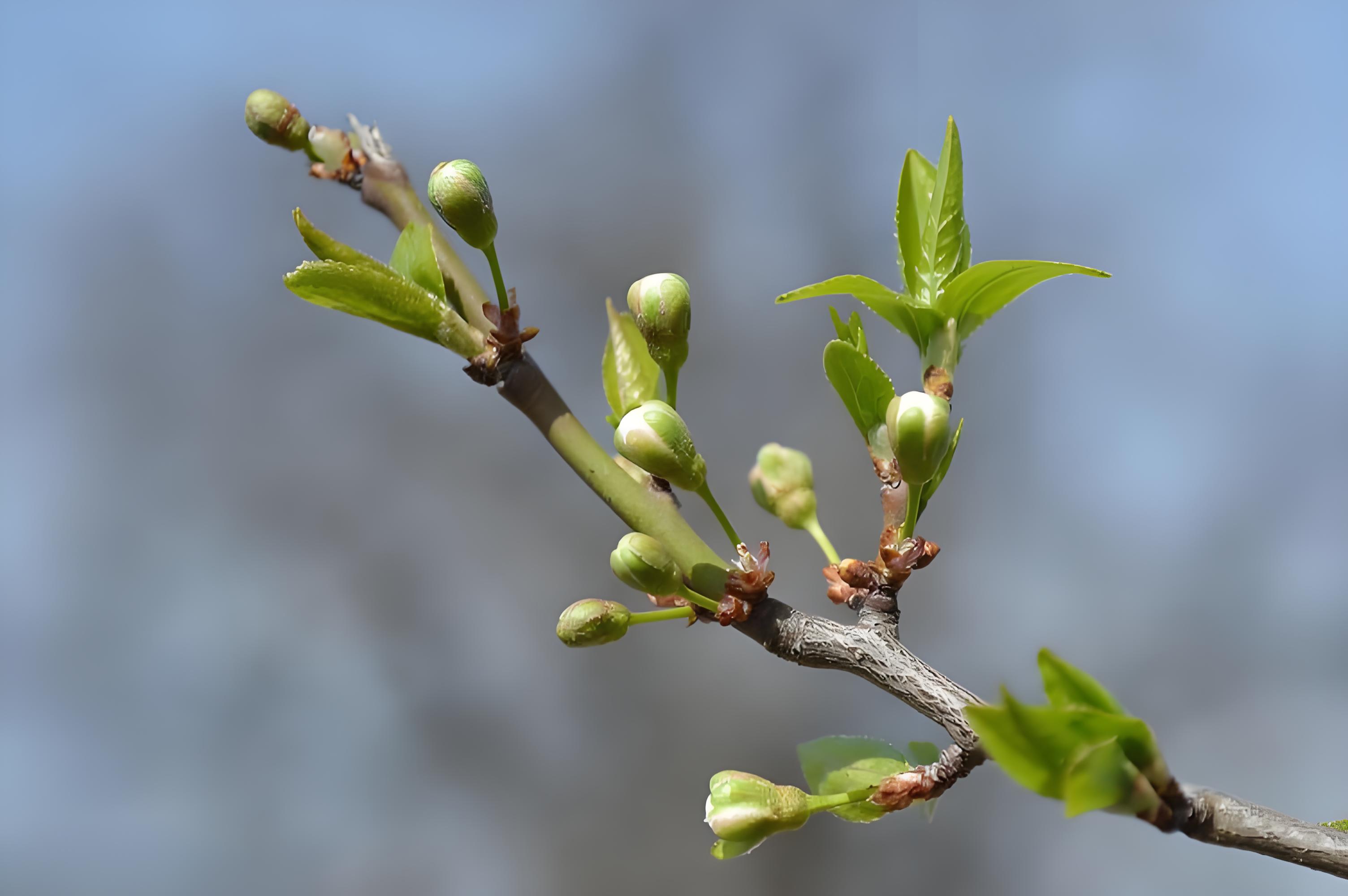 春季果树施什么肥好