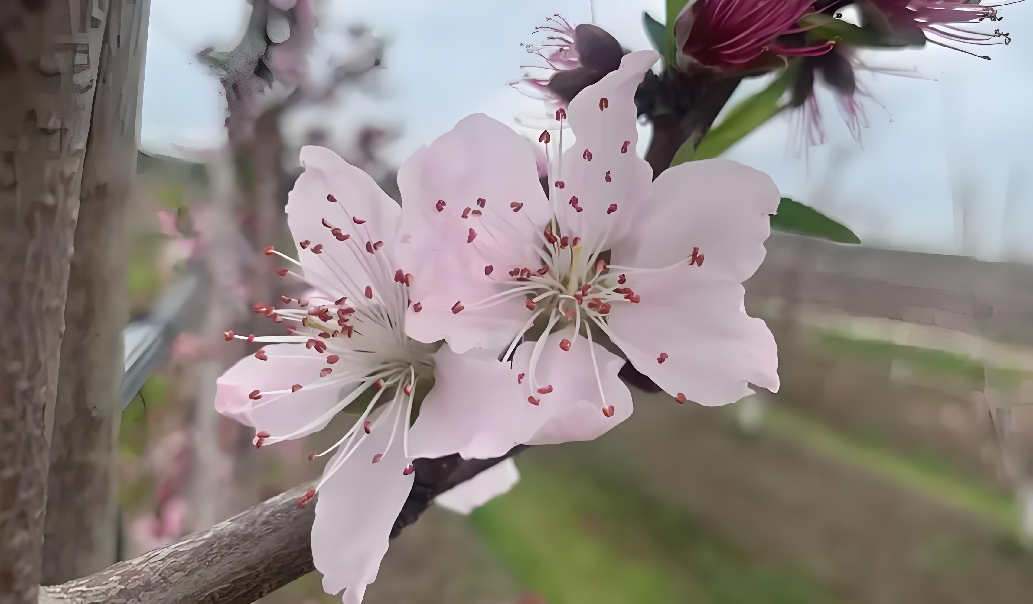 桃树春季施什么肥料最好？什么时间追肥最佳？