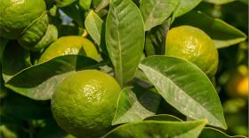 柑橘上色增甜怎么办