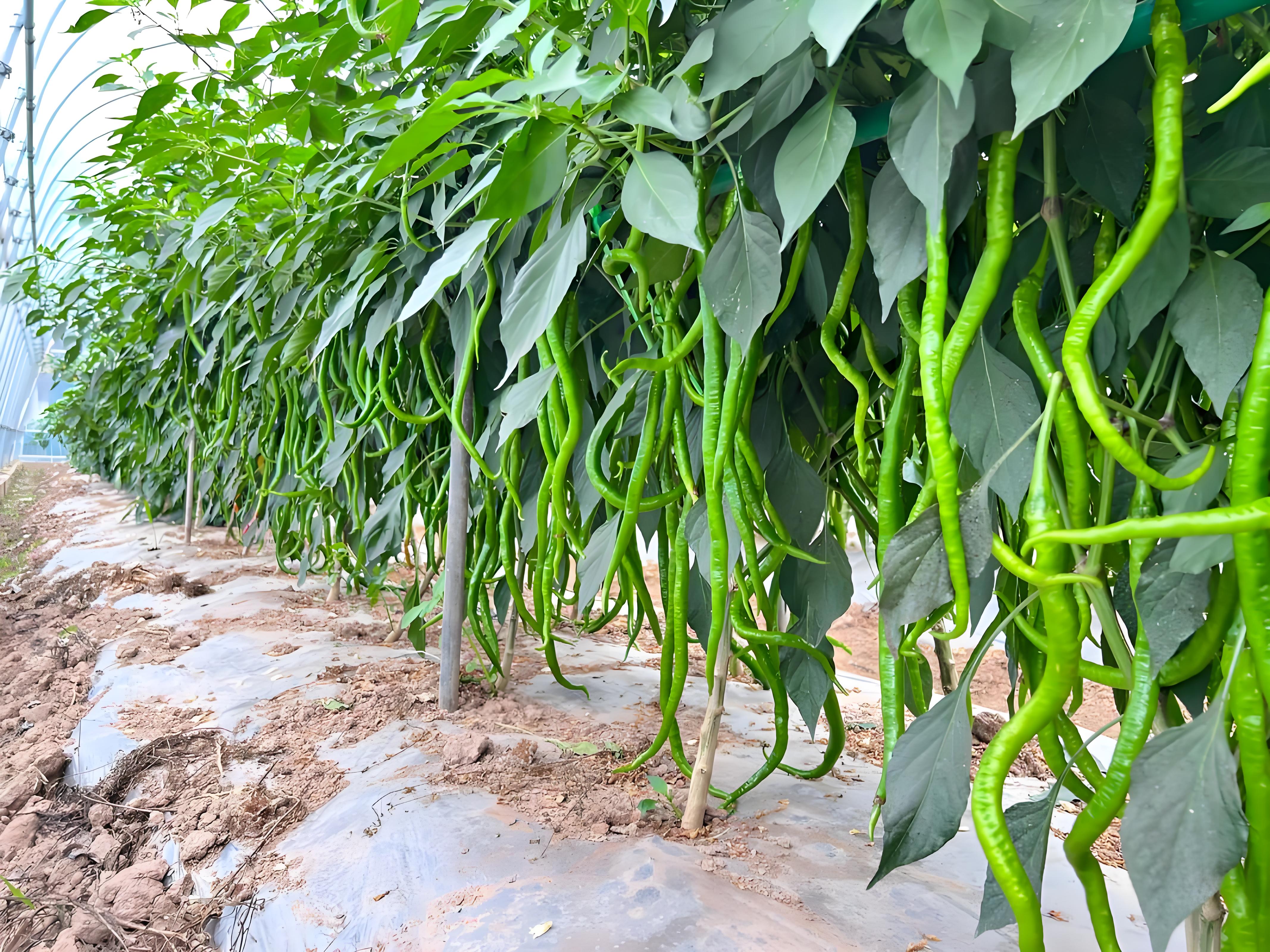 辣椒种植用什么肥料最好