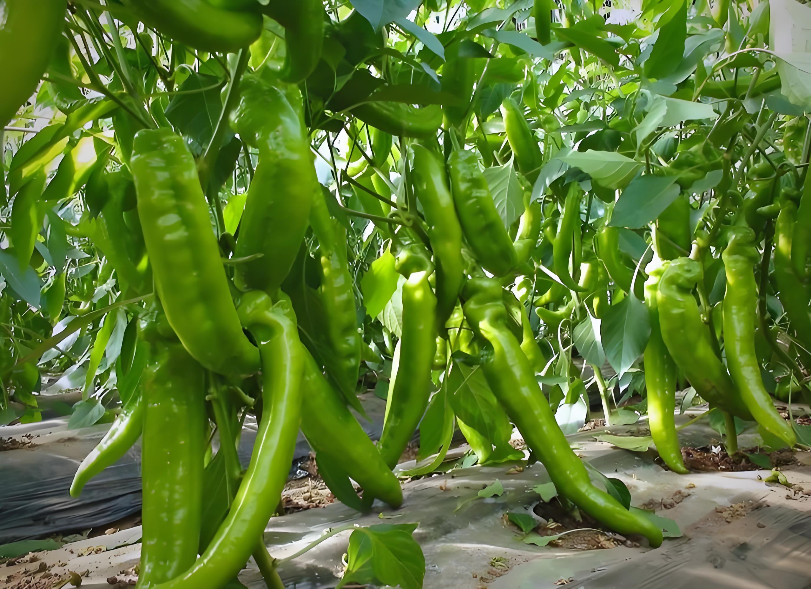 辣椒用什么肥料长得又肥又壮