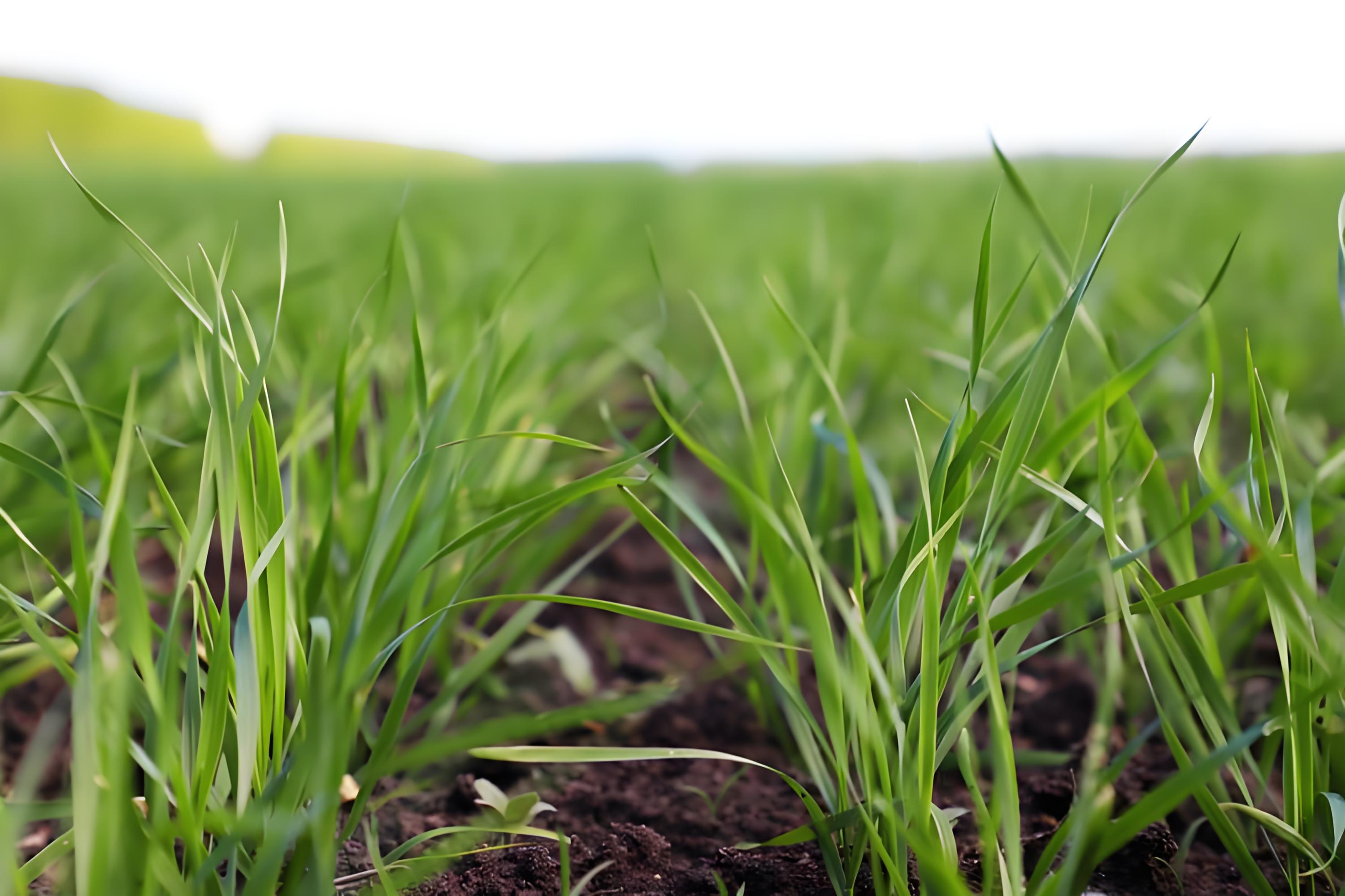 小麦苗期打什么叶面肥?什么时候喷施最好