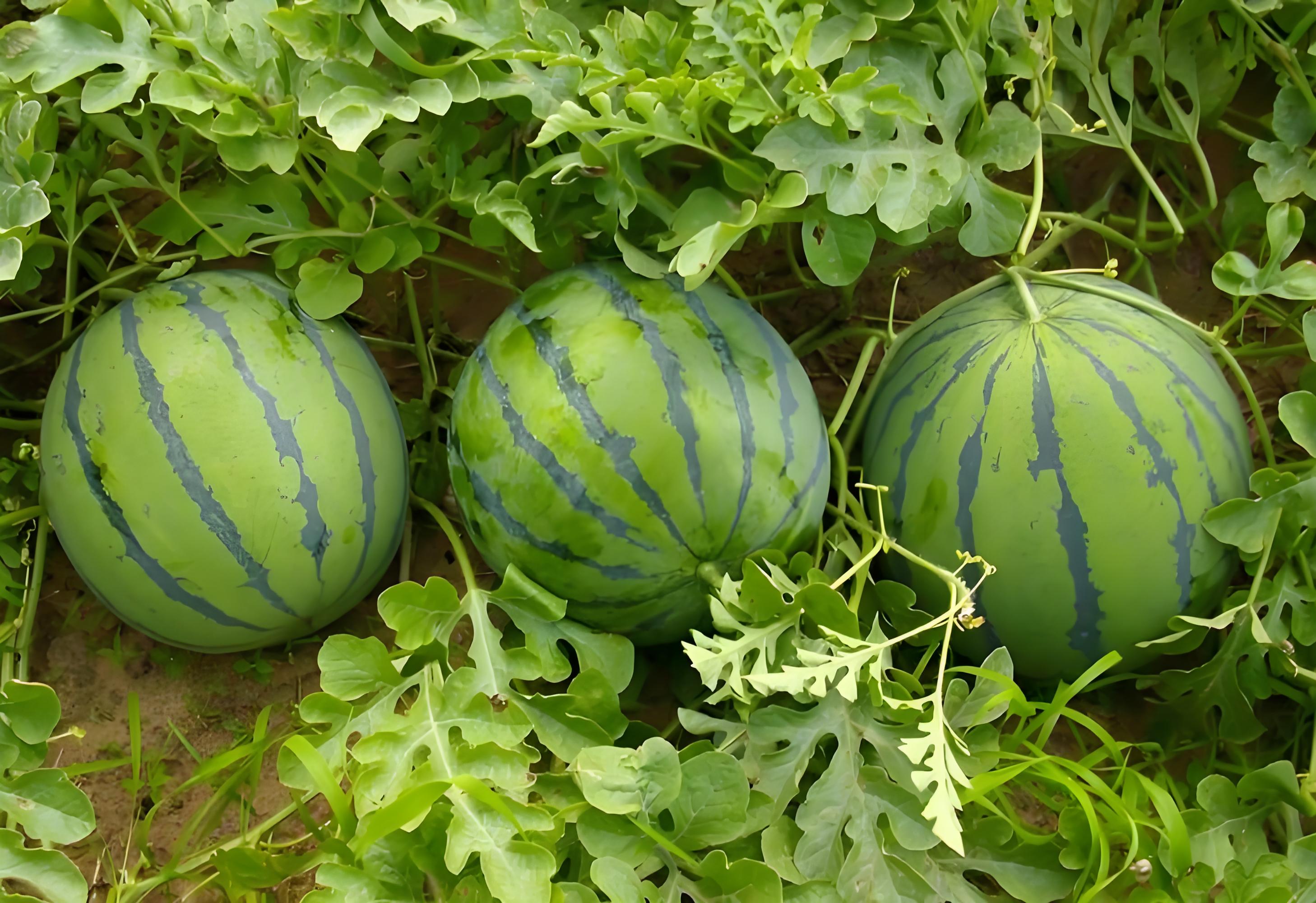 种植西瓜用什么肥料最佳