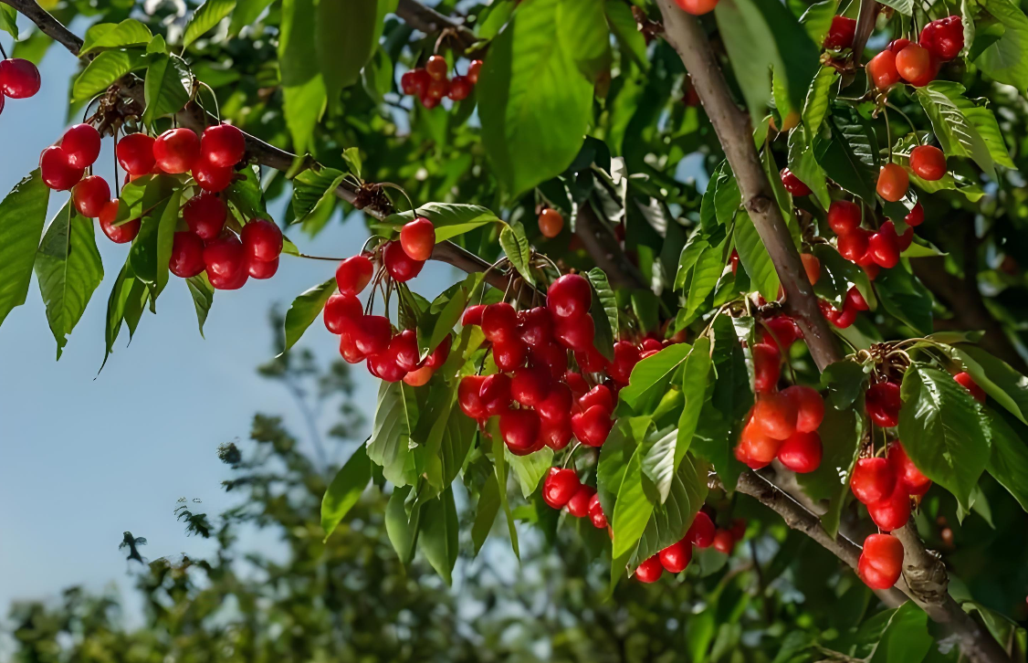 樱桃用什么肥能预防裂果