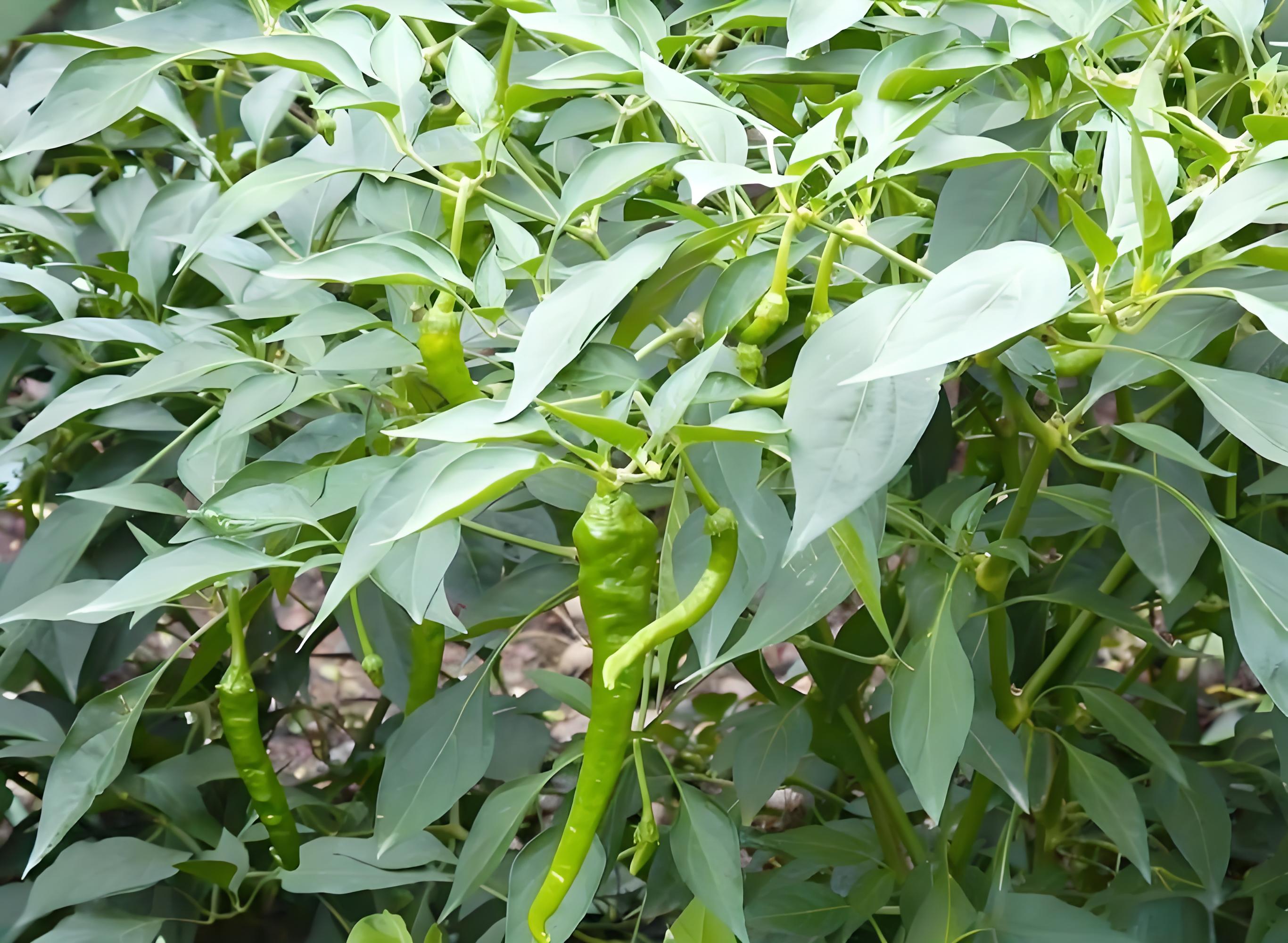 蔬菜苗期需要什么肥料