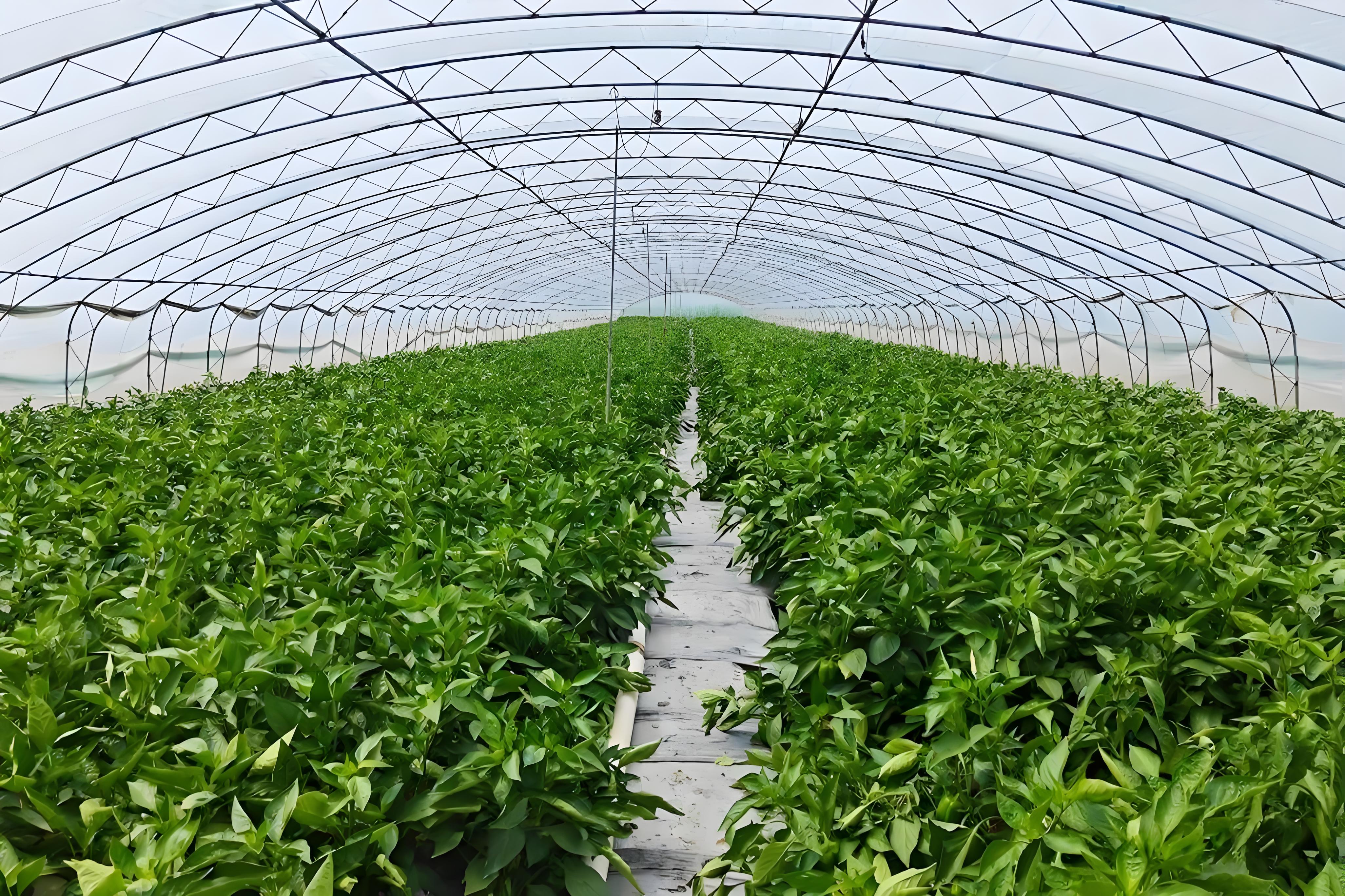 大棚辣椒初花期多少天？肥料怎么配？