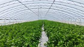 大棚辣椒初花期多少天？肥料怎么配？