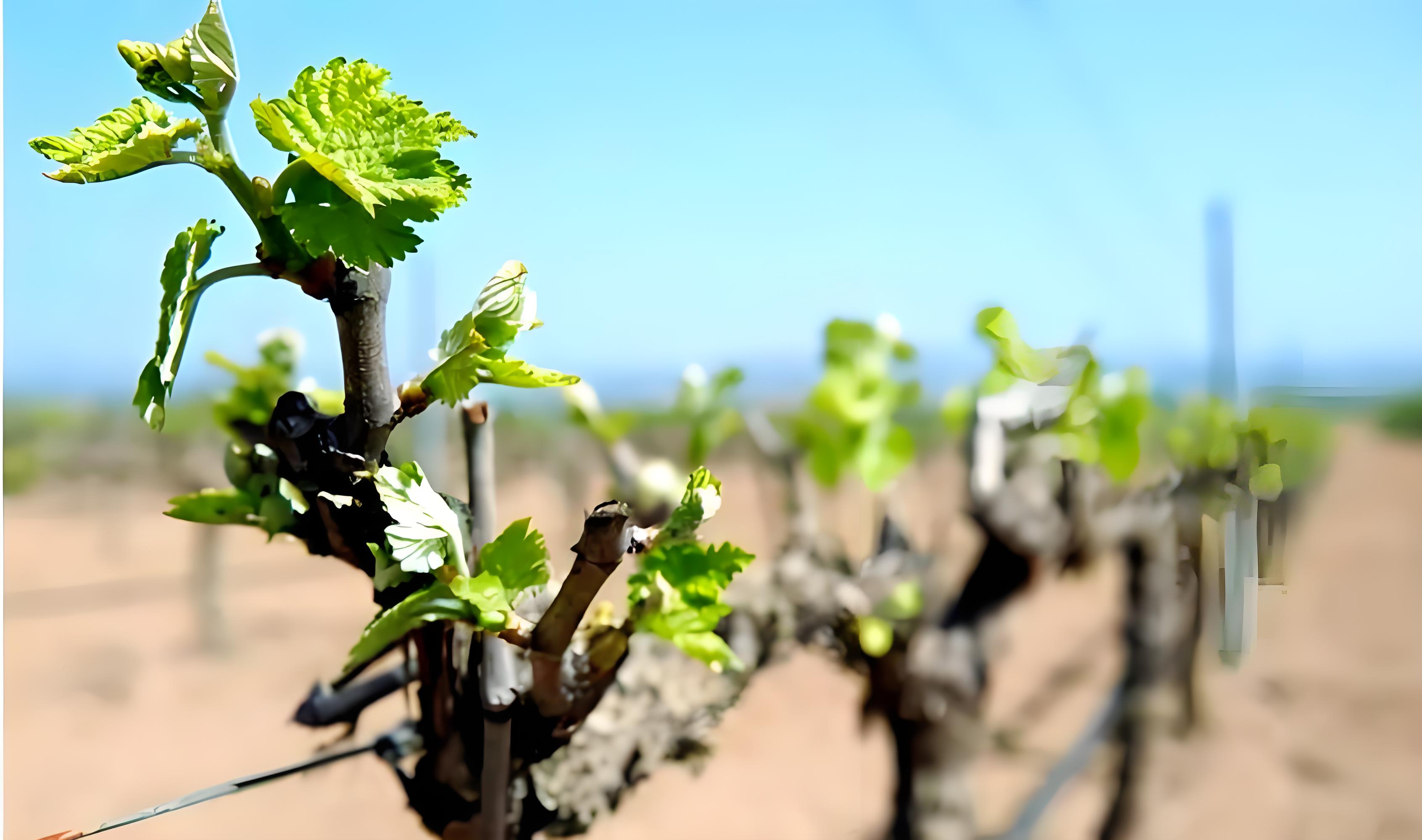 葡萄萌芽期能浇水吗？施什么肥？