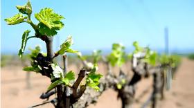 葡萄萌芽期能浇水吗？施什么肥？