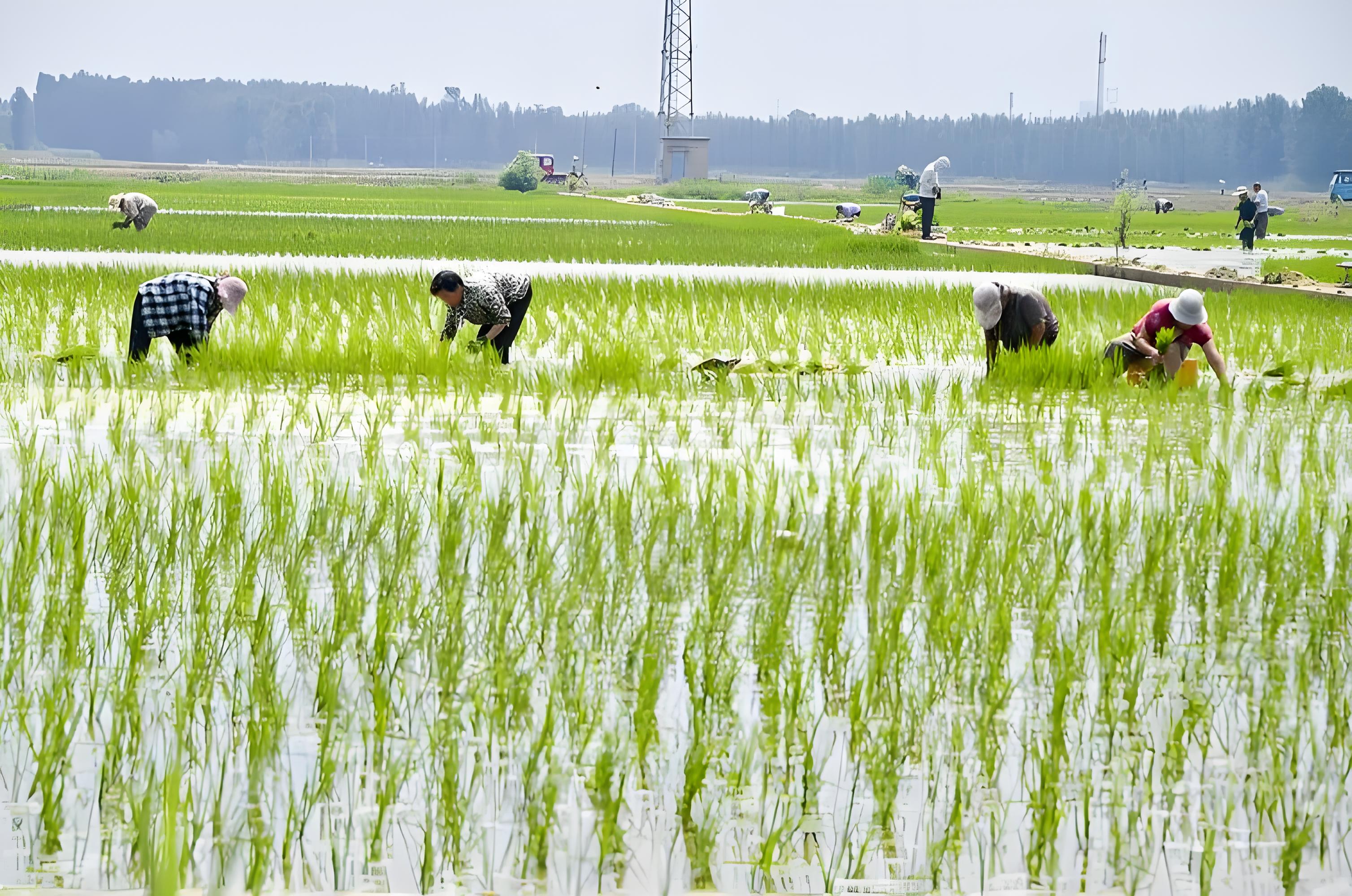 水稻苗期可以喷施磷酸二氢钾吗