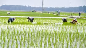 水稻苗期可以喷施磷酸二氢钾吗