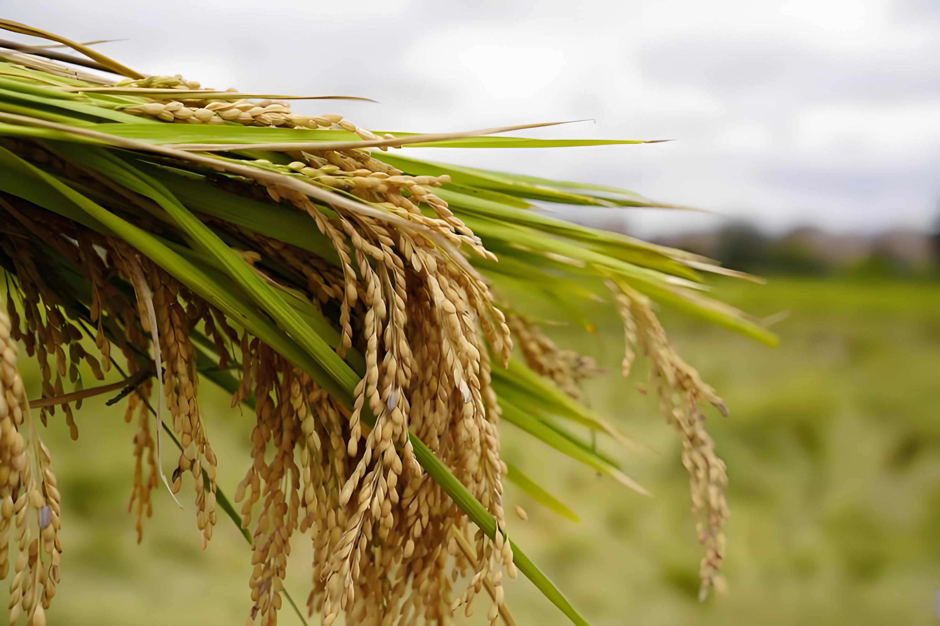 水稻硼肥怎么用才安全
